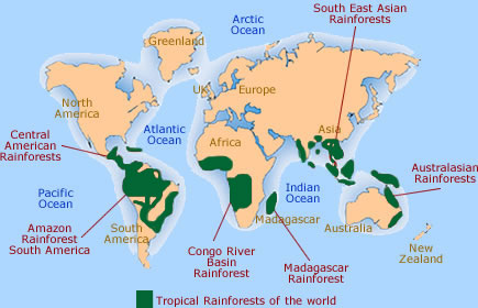 Rainforest Information For Children Ks1 And Ks2 Rainforest